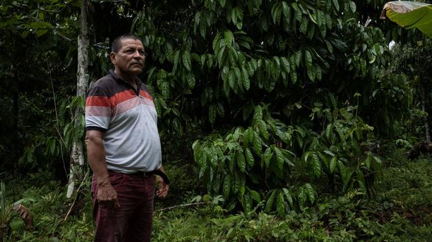 En Amazonie, comment troquer la culture illicite de la coca pour une forêt productive