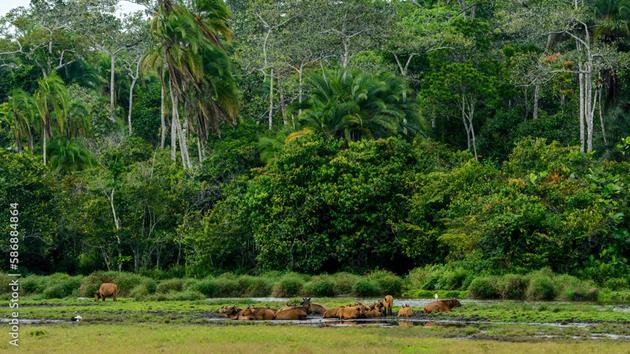 Environnement: l’Afrique se veut le fer de lance du reboisement