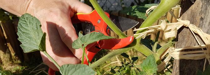 Tomate, aubergine, melon: la taille s’impose!