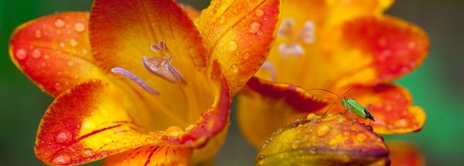 Un jardin parfumé douze mois sur douze