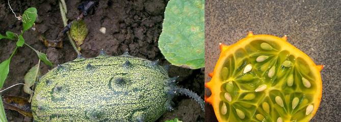 Potager: place aux «légumes surprises»!