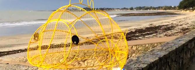 En Bretagne, un poisson-poubelle pour préserver les océans