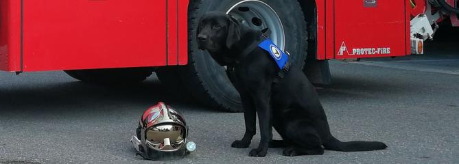 Retour sur la mission de Lol à Cahors, le premier chien d’assistance judiciaire