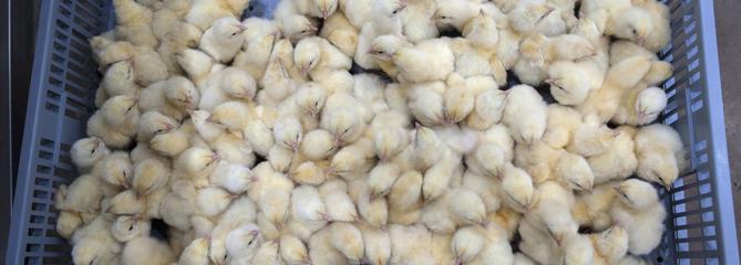 Une première technique pour éviter de broyer des poussins arrive en France