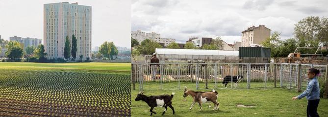 La renaissance de la dernière ferme maraîchère de Saint-Denis