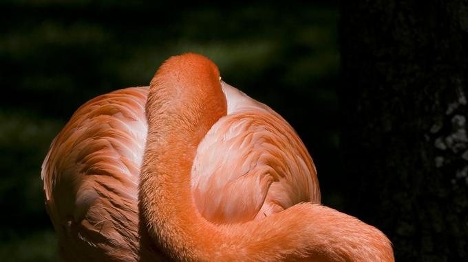 Le flamand rose se met sur une patte lorsqu’il s’endort- Crédit: Fotolia