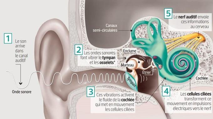 Mécanisme du système auditif. 
