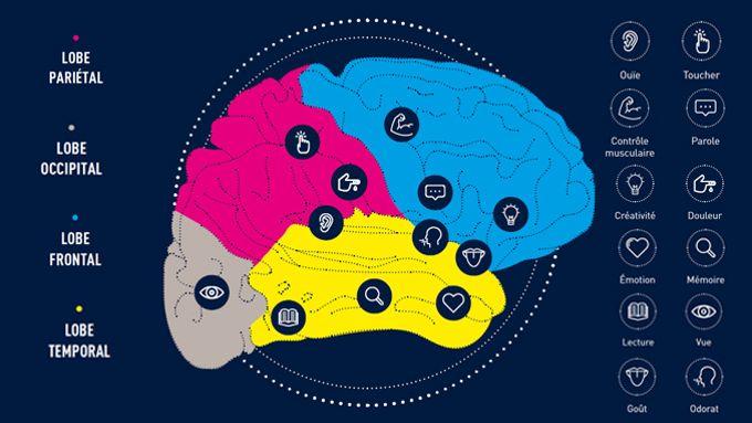 Les Mysteres Du Fonctionnement Du Cerveau