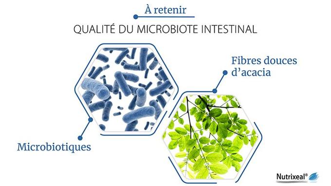 Les fibres douces d’acacia constituent un apport énergétique pour les bonnes bactéries de notre microbiote intestinal.