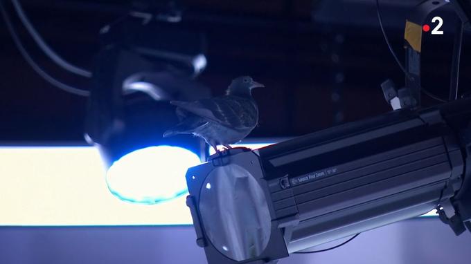 Le pigeon a trouvé refuge sur un projecteur du journal de 13 heures de France 2.