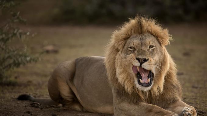 Peut-on comprendre le langage des animaux ? XVM716f7d60-7329-11e9-ab57-047a9f55f6d7
