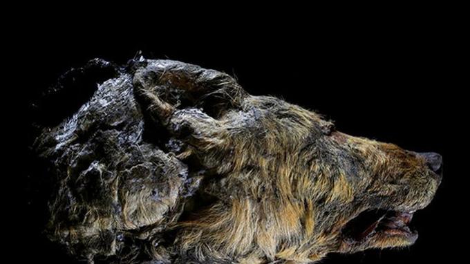 Les Loups Du Millénaire Scan