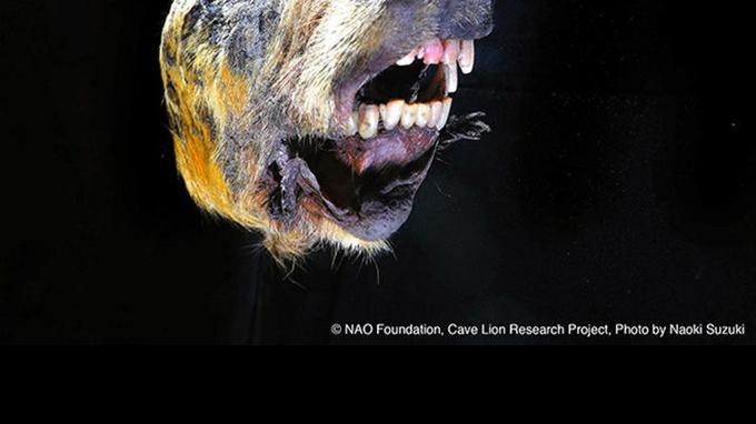Les Loups Du Millénaire Scan