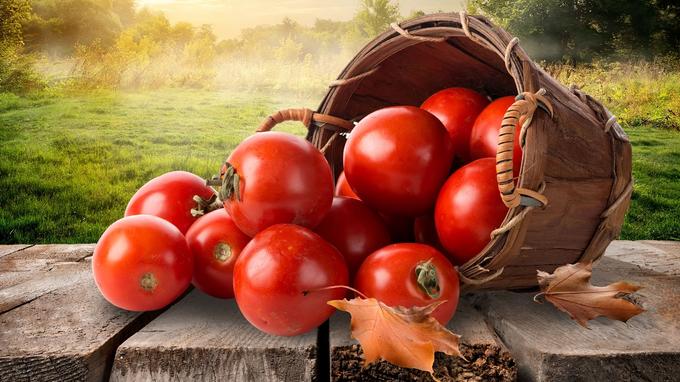 Des tomates au jardin jusqu’en novembre, c’est possible!