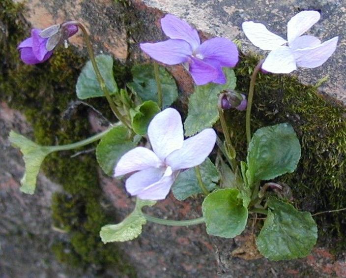 Violettes Odorantes Des Fleurs Au Parfum Unique