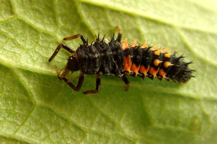 Comment Reconnaitre Facilement Les Coccinelles Asiatiques