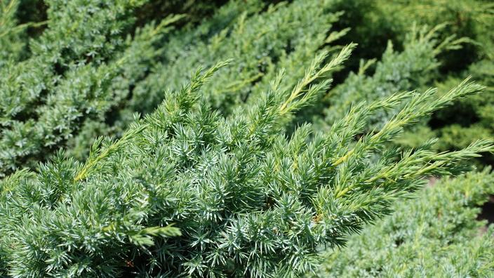 Des plantes pour rhumatismes et douleurs articulaires