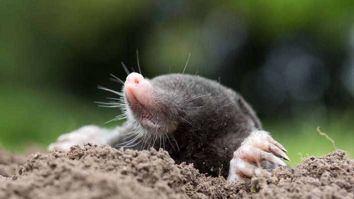 Comment Proteger Son Jardin Contre Les Taupes