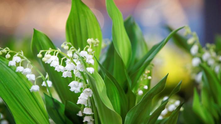 D Ou Vient La Tradition Du Muguet Le Premier Mai