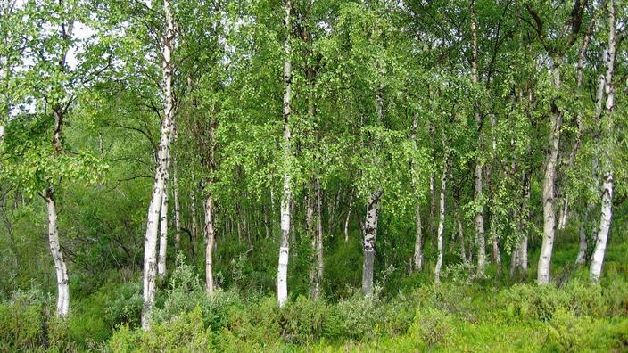 Bouleau Des Feuilles Et Des Ecorces