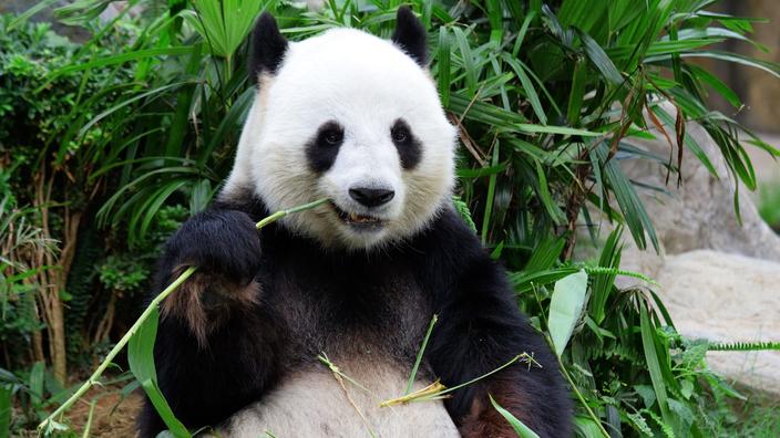 Avec Le Seul Bambou Les Pandas Assimilent Autant De Proteines Que Les Carnivores