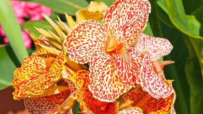 Peut On Laisser Les Cannas En Pleine Terre L Hiver
