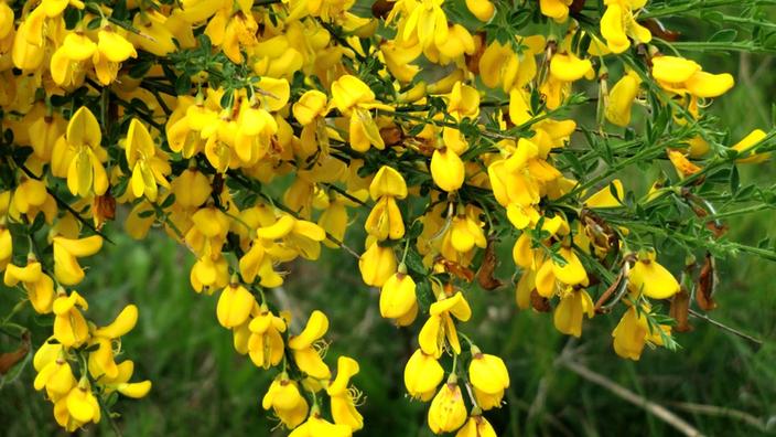 Genêt à balais, idéal pour éclairer un jardin sauvage
