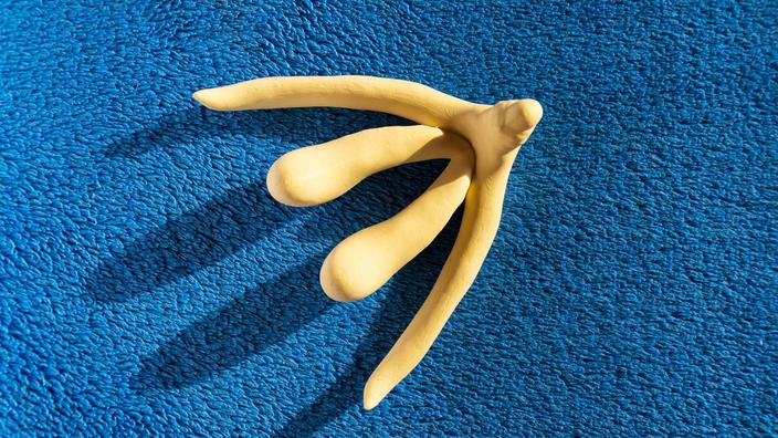Clitoris : comment l’organe du plaisir féminin a été effacé des livres