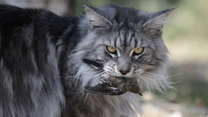 Le Chat Est Il En Train De Devenir Un Animal Nuisible