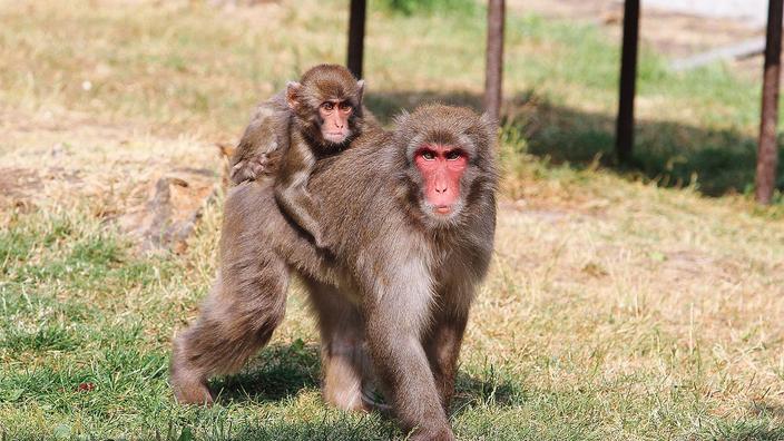 Pourquoi Les Femelles Macaques Ont Elles Les Fesses Rouges