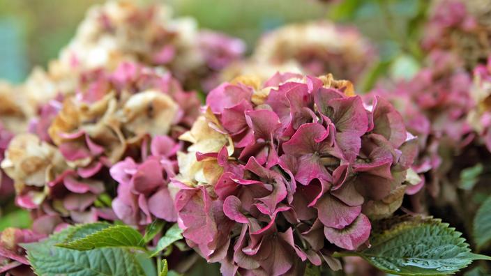 Pourquoi Les Hortensias Changent De Couleur