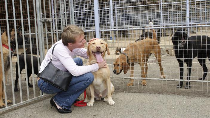 Vers une loi contre l’abandon des animaux
