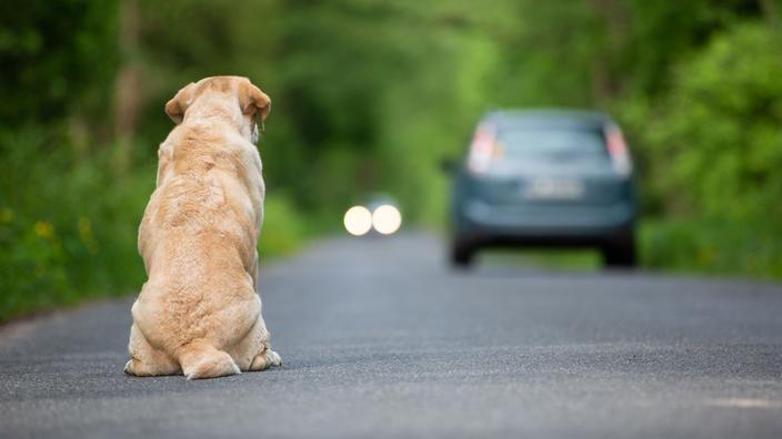 Les ventes en ligne d’animaux de compagnie mieux encadrées