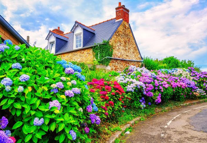 Comment Faire Pour Avoir Les Ortencias Mauves