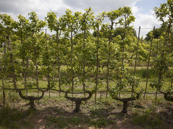 Poirier, dans les vergers depuis l’Antiquité