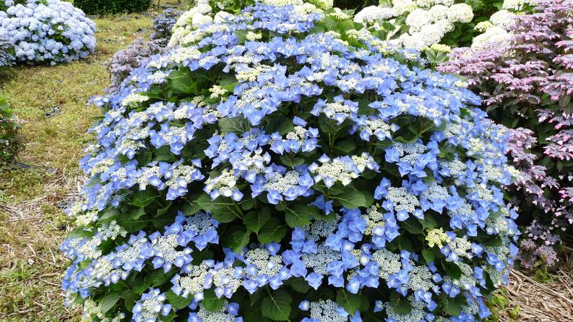 Hortensias Comment Les Faire Bleuir A Coup Sur Hortensias Comment Les Faire Bleuir A Coup Sur