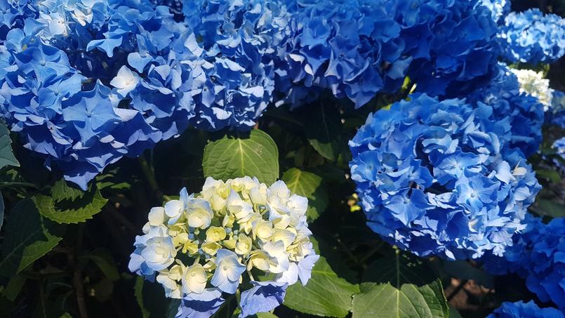 Hortensias Comment Les Faire Bleuir A Coup Sur Hortensias Comment Les Faire Bleuir A Coup Sur