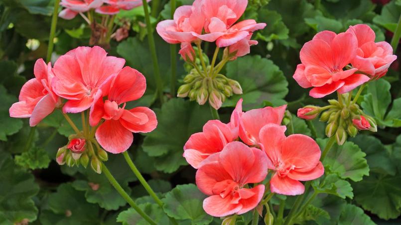 Pélargonium À Parterres, Des Variétés À Foison