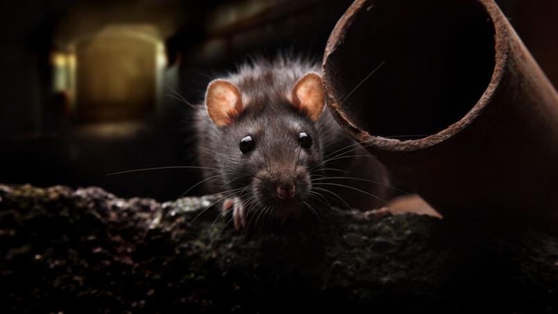 Comment Se Debarrasser Des Rats Dans Le Jardin