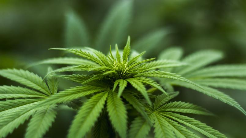 Lire article Les universités canadiennes se lancent dans la culture du cannabis
