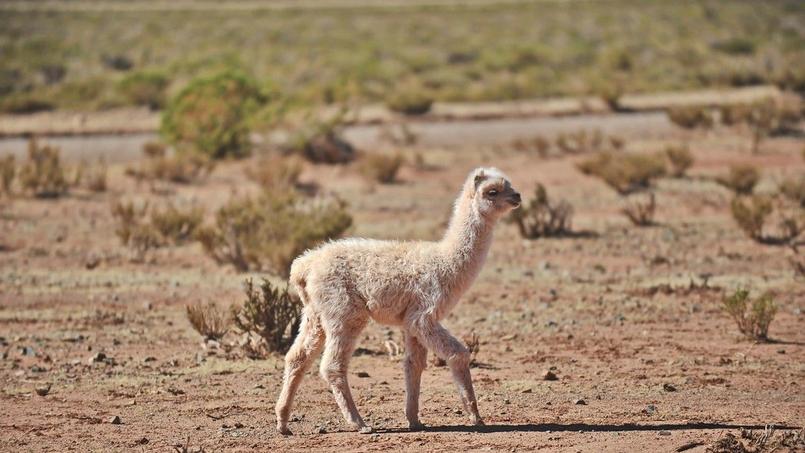 On rencontre un très grand nombre de lamas dans l’«altiplano», les hauts plateaux de la cordillère des Andes