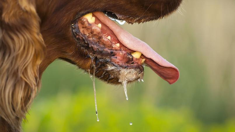 Infecte Par La Salive De Son Chien Un Homme A Ete Ampute Des Quatre Membres