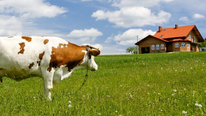 L Immobilier Est Une Vache A Lait Les Statistiques Officielles Le Montrent