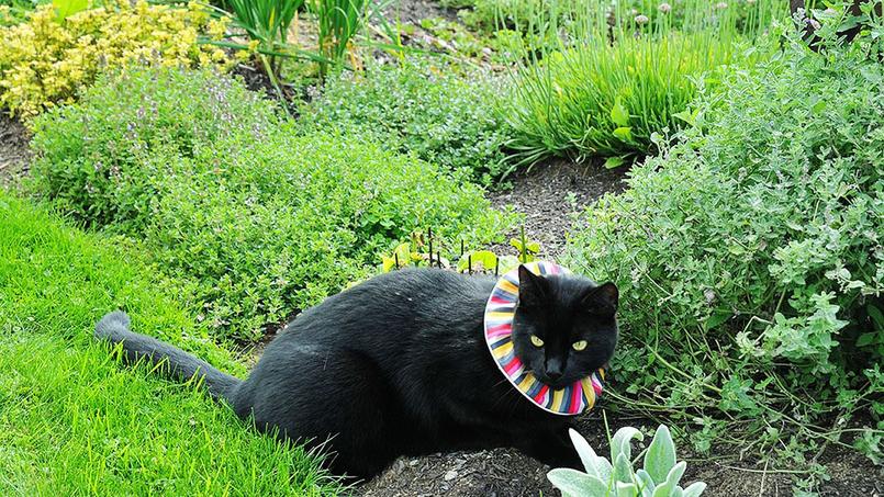 Le Chat Est Il En Train De Devenir Un Animal Nuisible