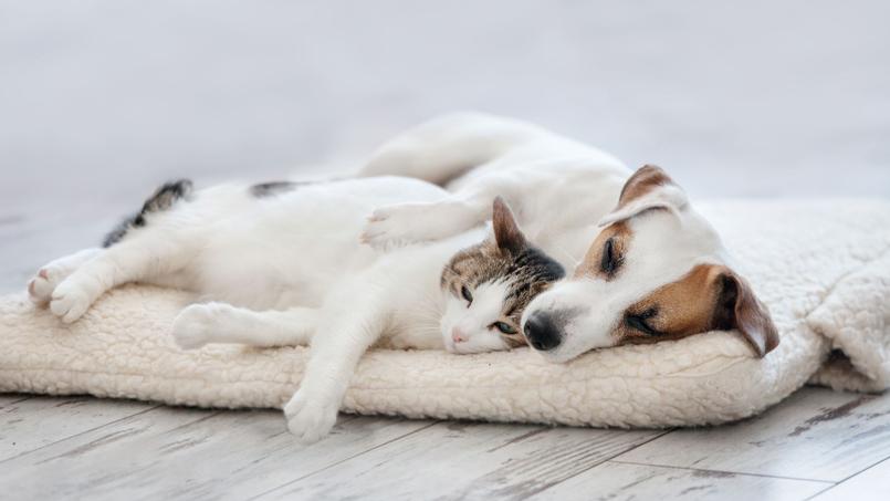 Les Noms De Chats Et Chiens Preferes Des Francais