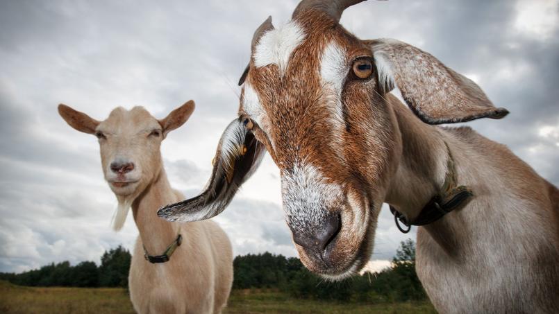 Pour faire fondre sa taxe foncière, Donald Trump utilise des chèvres
