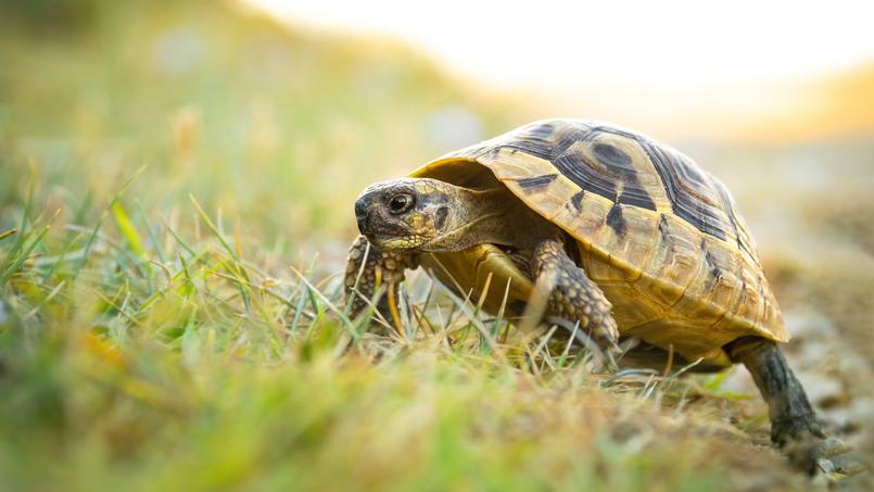La Corse et le Var sont les derniers refuges de la tortue d’Hermann.