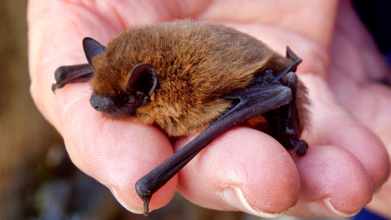 Ces animaux peuvent se cacher dans des espaces ne dépassant pas 1 cm de largeur.