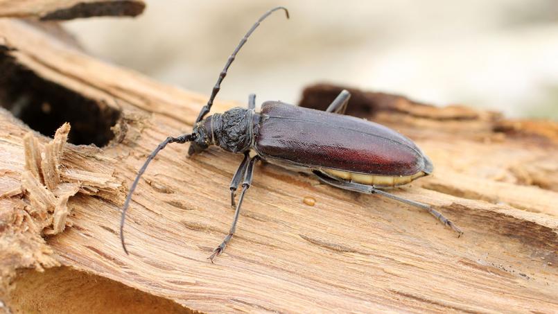 Le vendeur rappelait que les planchers sont des parties communes et qu’il revient au syndicat des copropriétaires de les entretenir et de les réparer.