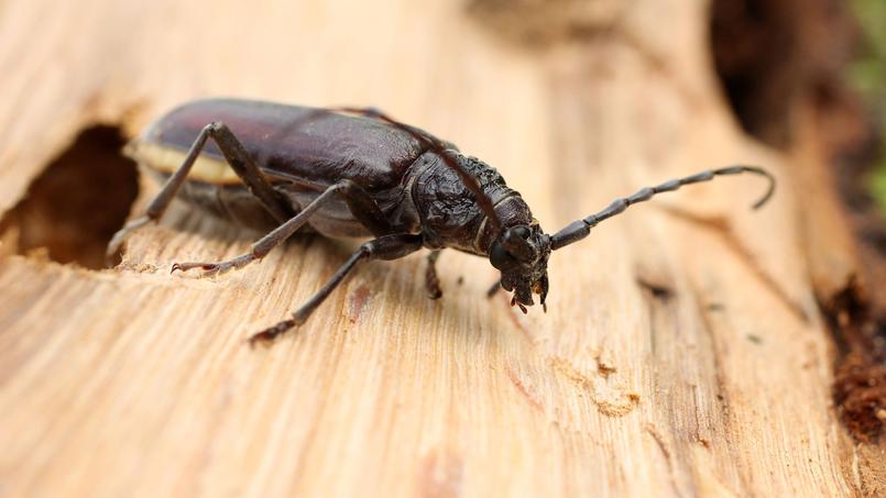 L’insecte est friand de bois (ici sur un chêne).